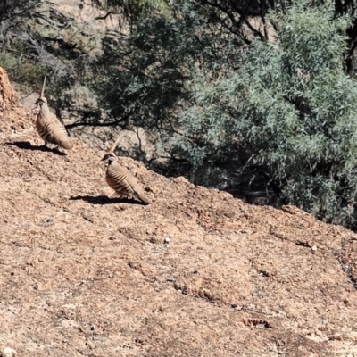 Geophaps plumifera (Spinifex Pigeon) at Corfield, QLD - 31 Jul 2023 by LyndalT