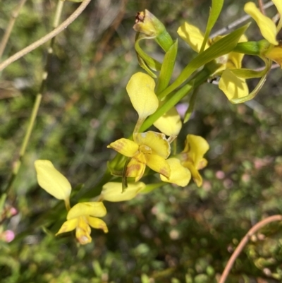 Diuris nigromontana (Black Mountain Leopard Orchid) at Canberra Central, ACT - 30 Sep 2023 by Ned_Johnston