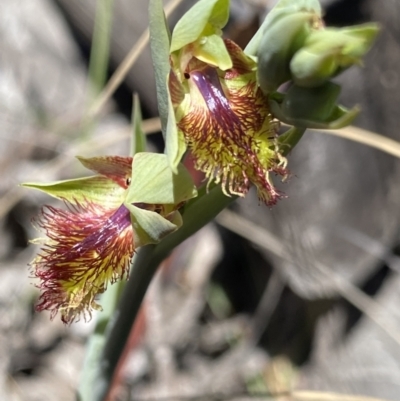Calochilus montanus (Copper Beard Orchid) at Canberra Central, ACT - 30 Sep 2023 by NedJohnston
