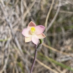 Thelymitra carnea (Tiny Sun Orchid) at Canberra Central, ACT - 30 Sep 2023 by Ned_Johnston