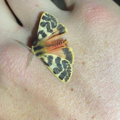 Ardices curvata (Crimson Tiger Moth) at Tantawangalo, NSW - 30 Sep 2023 by NedJohnston