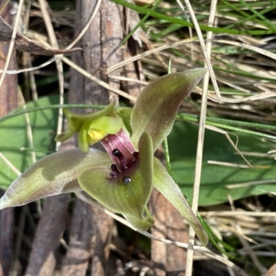 Chiloglottis valida (Large Bird Orchid) at Nunnock Swamp - 1 Oct 2023 by NedJohnston