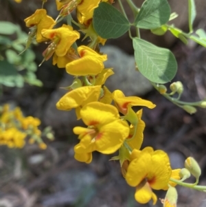 Goodia lotifolia at Glen Allen, NSW - 1 Oct 2023