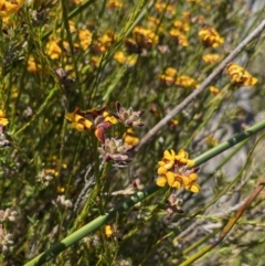 Almaleea subumbellata (Wiry Bush-pea) at South East Forest National Park - 1 Oct 2023 by Ned_Johnston