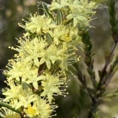 Leionema phylicifolium (Mountain Phebalium) at South East Forest National Park - 1 Oct 2023 by Ned_Johnston