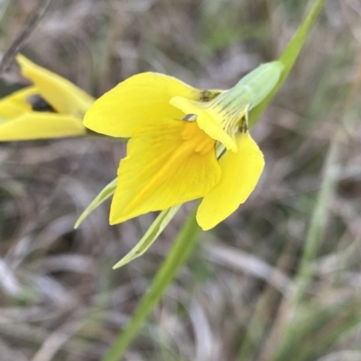 Diuris amabilis (Large Golden Moth) at Turallo Nature Reserve - 3 Oct 2023 by NedJohnston