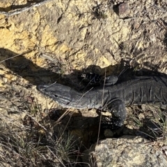 Varanus rosenbergi (Heath or Rosenberg's Monitor) at Sassafras, NSW - 3 Oct 2023 by NedJohnston