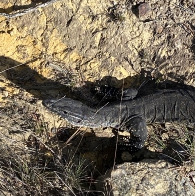 Varanus rosenbergi (Heath or Rosenberg's Monitor) at Sassafras, NSW - 3 Oct 2023 by NedJohnston