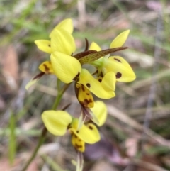 Diuris sulphurea (Tiger Orchid) at Vincentia, NSW - 3 Oct 2023 by NedJohnston