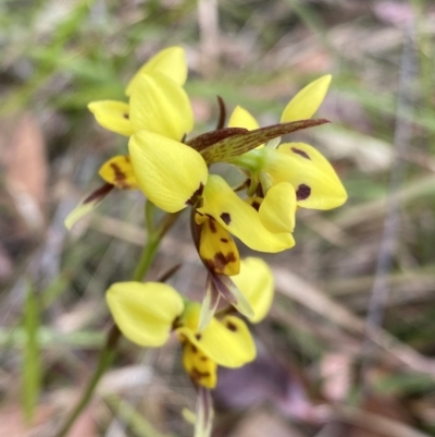 Diuris sulphurea (Tiger Orchid) at Vincentia, NSW - 3 Oct 2023 by NedJohnston