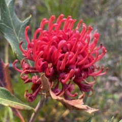 Telopea speciosissima (NSW Waratah) at Hyams Beach, NSW - 3 Oct 2023 by NedJohnston