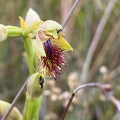 Calochilus campestris (Copper Beard Orchid) at Vincentia, NSW - 3 Oct 2023 by NedJohnston