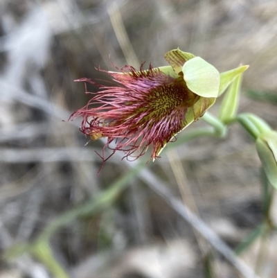 Calochilus paludosus (Strap Beard Orchid) at Vincentia, NSW - 3 Oct 2023 by NedJohnston