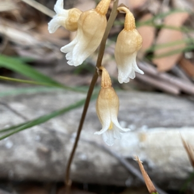 Gastrodia sesamoides (Cinnamon Bells) at Jervis Bay, JBT - 3 Oct 2023 by Ned_Johnston