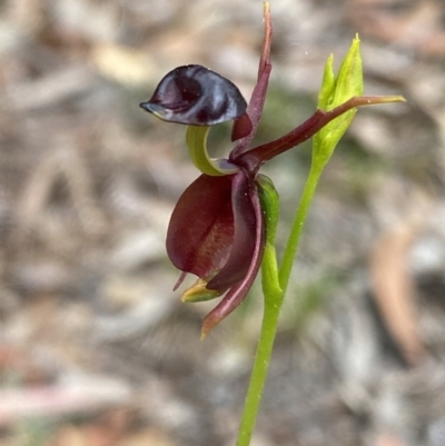 Caleana major (Large Duck Orchid) at Jervis Bay, JBT - 3 Oct 2023 by NedJohnston