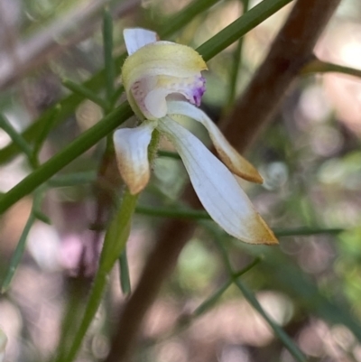 Caladenia testacea (Honey Caladenia) at Bundanoon, NSW - 5 Oct 2023 by NedJohnston