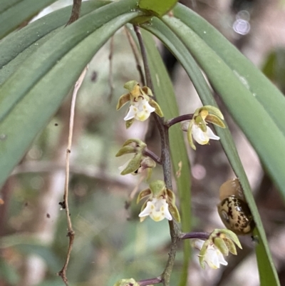 Plectorrhiza tridentata (Tangle Orchid) at Fitzroy Falls, NSW - 5 Oct 2023 by Ned_Johnston