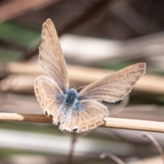 Lampides boeticus (Long-tailed Pea-blue) at Molonglo Valley, ACT - 8 Oct 2023 by Untidy