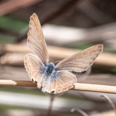 Lampides boeticus (Long-tailed Pea-blue) at Sth Tablelands Ecosystem Park - 8 Oct 2023 by Untidy