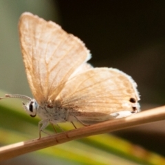 Lampides boeticus at Molonglo Valley, ACT - 8 Oct 2023 12:35 PM