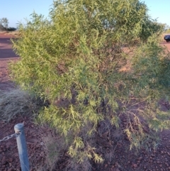 Eremophila deserti at Hughenden, QLD - 3 Aug 2023 by LyndalT
