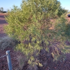 Unidentified Other Shrub at Hughenden, QLD - 3 Aug 2023 by LyndalT