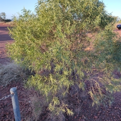 Eremophila deserti at Hughenden, QLD - 3 Aug 2023 by LyndalT