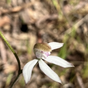 Caladenia moschata at Hall, ACT - 9 Oct 2023