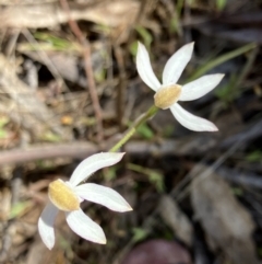 Caladenia moschata at Hall, ACT - suppressed