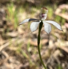 Caladenia moschata at Hall, ACT - 9 Oct 2023