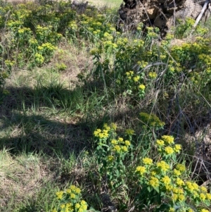 Euphorbia oblongata at Hall, ACT - 9 Oct 2023 11:03 AM