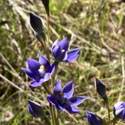 Thelymitra nuda (Scented Sun Orchid) at Hall, ACT - 9 Oct 2023 by strigo
