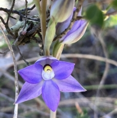 Thelymitra sp. (pauciflora complex) (Sun Orchid) at Hall, ACT - 9 Oct 2023 by strigo