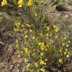 Gompholobium huegelii (pale wedge–pea) at Hall, ACT - 9 Oct 2023 by strigo
