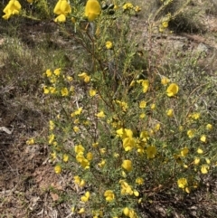 Gompholobium huegelii (Pale Wedge Pea) at Hall, ACT - 9 Oct 2023 by strigo