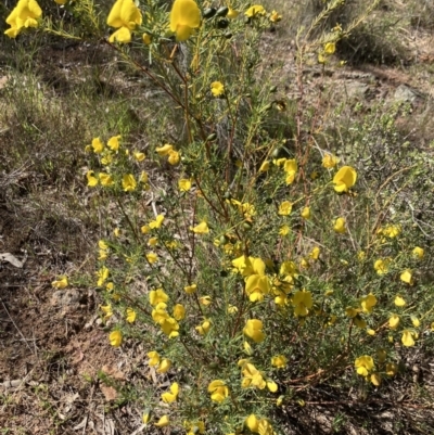 Gompholobium huegelii (Pale Wedge Pea) at Hall, ACT - 9 Oct 2023 by strigo