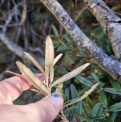 Olearia erubescens at Captains Flat, NSW - 9 Oct 2023