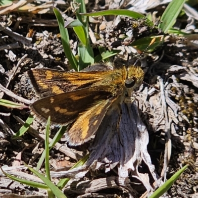 Taractrocera papyria (White-banded Grass-dart) at Captains Flat, NSW - 9 Oct 2023 by Csteele4