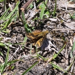 Taractrocera papyria at Captains Flat, NSW - 9 Oct 2023