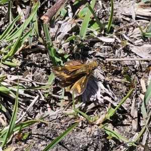 Taractrocera papyria at Captains Flat, NSW - 9 Oct 2023 12:28 PM