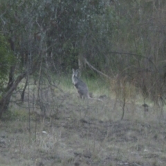 Osphranter robustus robustus (Eastern Wallaroo) at Oakey Hill - 7 Oct 2023 by John.Butcher