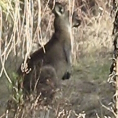 Macropus giganteus (Eastern Grey Kangaroo) at Lyons, ACT - 6 Oct 2023 by John.Butcher