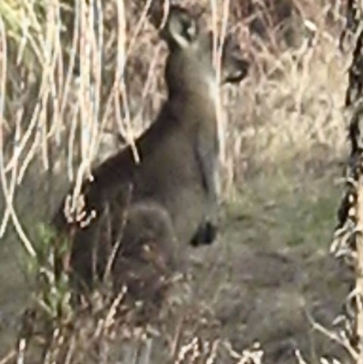 Macropus giganteus (Eastern Grey Kangaroo) at Lyons, ACT - 6 Oct 2023 by John.Butcher