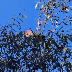 Callocephalon fimbriatum at Captains Flat, NSW - 9 Oct 2023