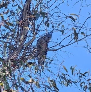 Callocephalon fimbriatum at Captains Flat, NSW - 9 Oct 2023