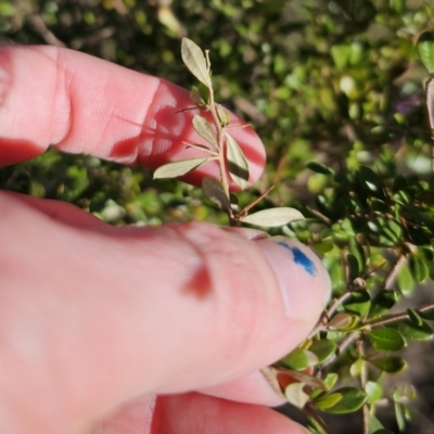 Bursaria spinosa subsp. lasiophylla (Australian Blackthorn) at Captains Flat, NSW - 9 Oct 2023 by Csteele4