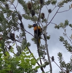 Trichoglossus moluccanus (Rainbow Lorikeet) at Hackett, ACT - 4 Oct 2023 by waltraud