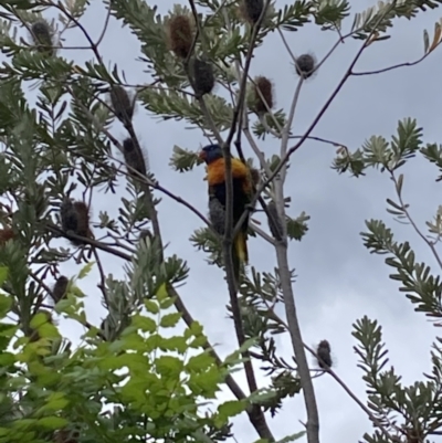 Trichoglossus moluccanus (Rainbow Lorikeet) at Hackett, ACT - 4 Oct 2023 by waltraud