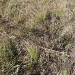 Nassella trichotoma (Serrated Tussock) at Watson, ACT - 8 Oct 2023 by waltraud