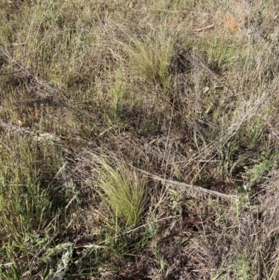 Nassella trichotoma (Serrated Tussock) at Watson, ACT - 8 Oct 2023 by waltraud